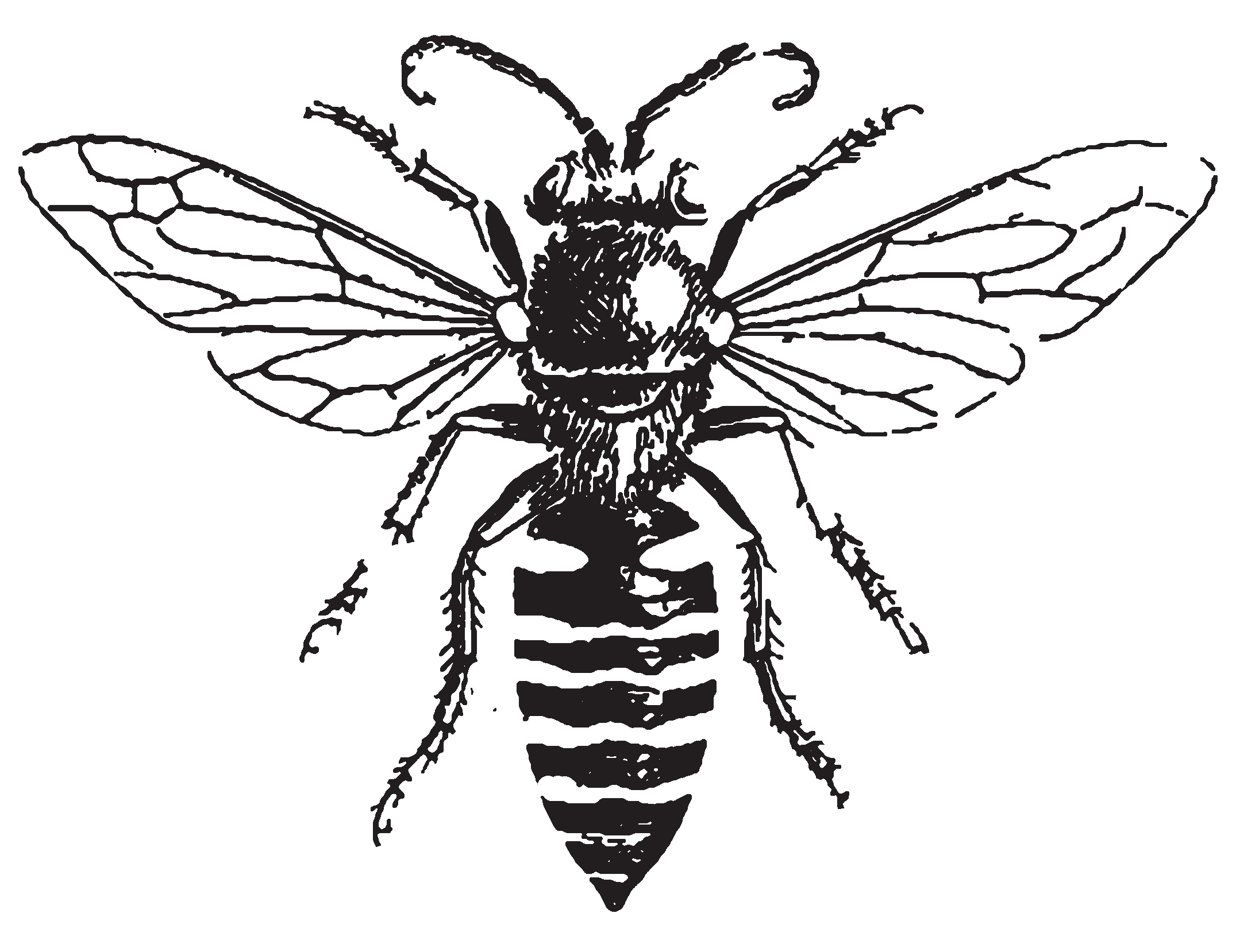 clip art bee line drawing - photo #25